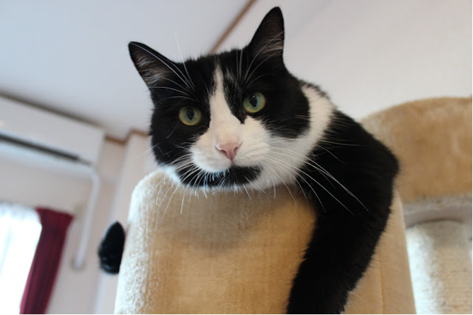 アパートで飼育できるペット