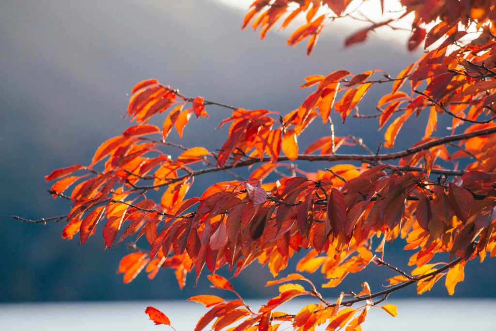 Local Area Guide: Tochigi