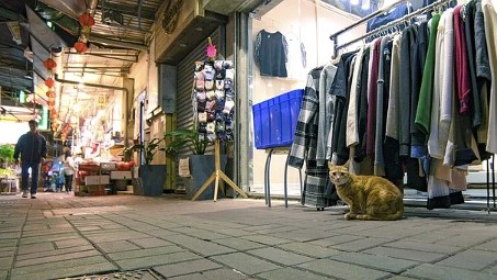 Mua thú cưng của bạn