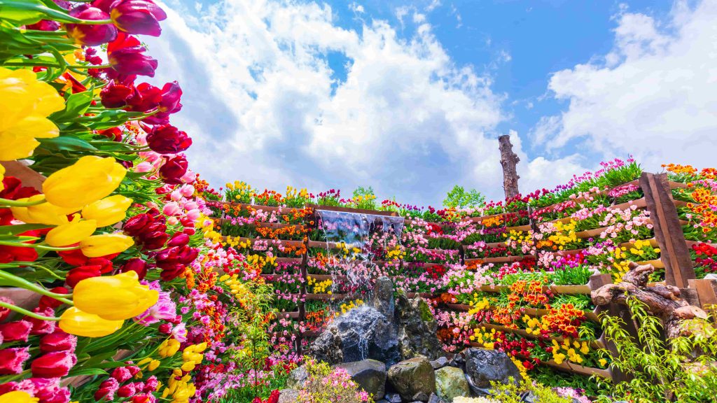 チューリップの名所