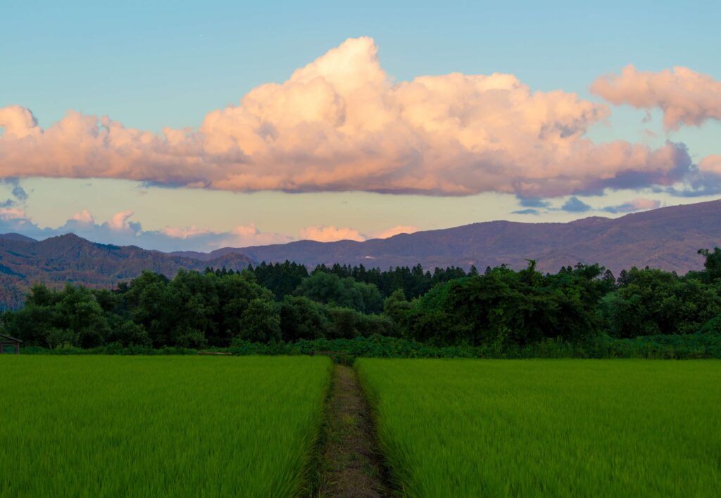 Rice field