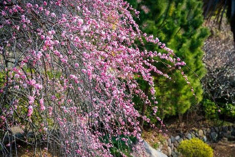 熱海梅園の梅