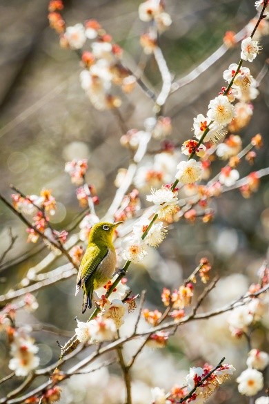 太宰府天満宮の梅