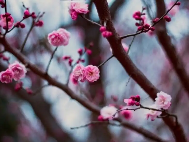 Best Places to See Plum Blossoms