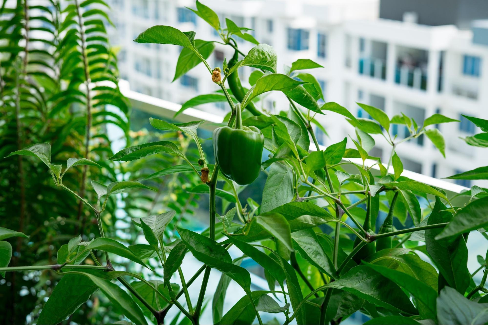 The Best Vegetables To Grow In Your Apartment