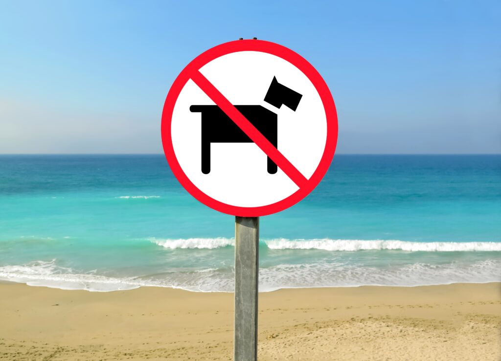 5 Step Guide On How To Move With Pets 