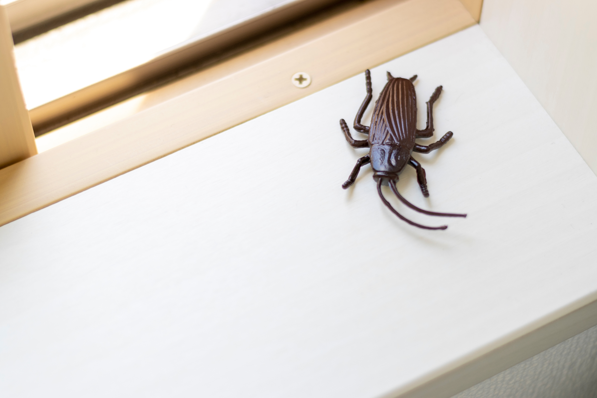 5 Passos de Como Evitar Baratas em Sua Casa 