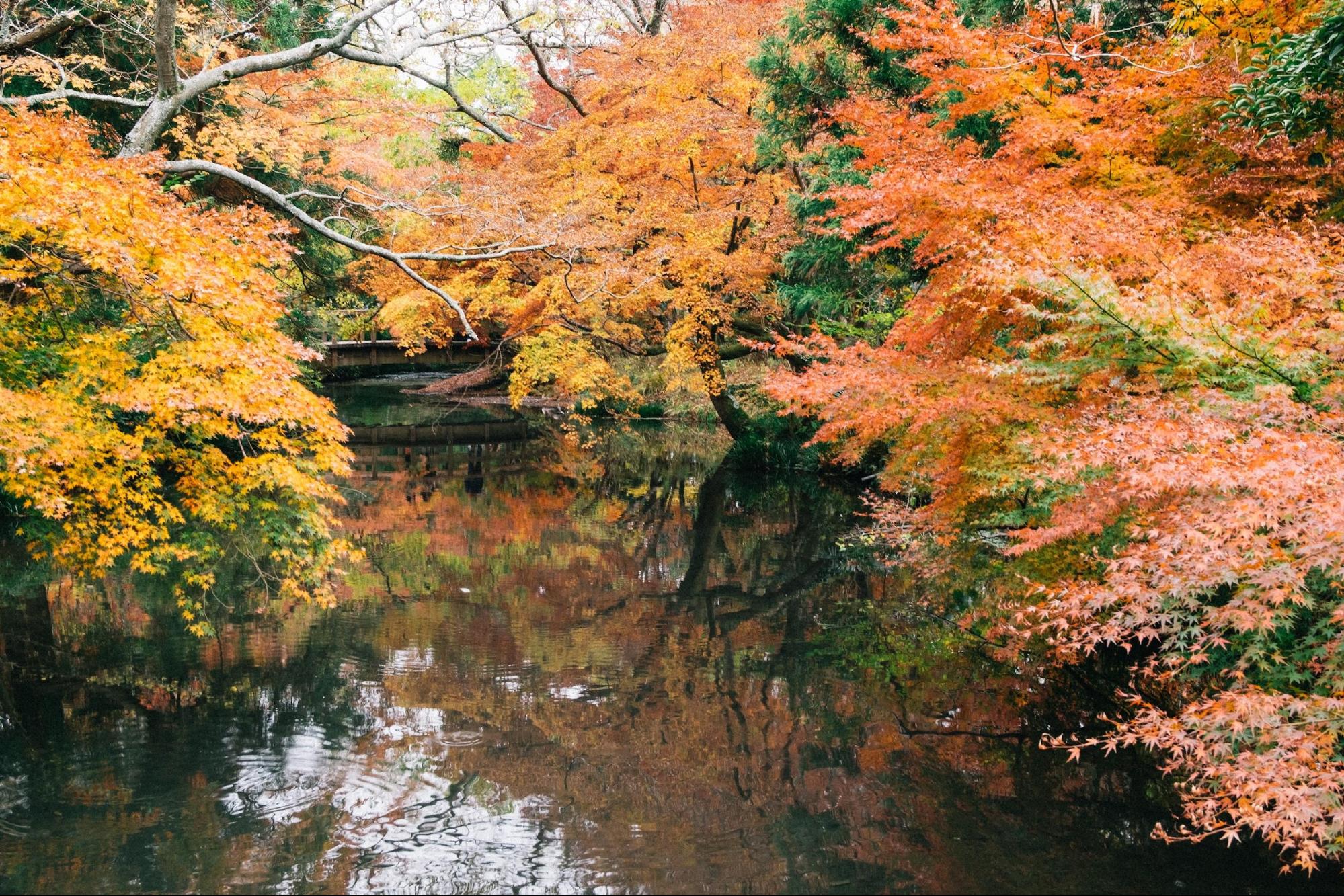 Top 5 Scenic Destinations for Hiking in Autumn in Japan 