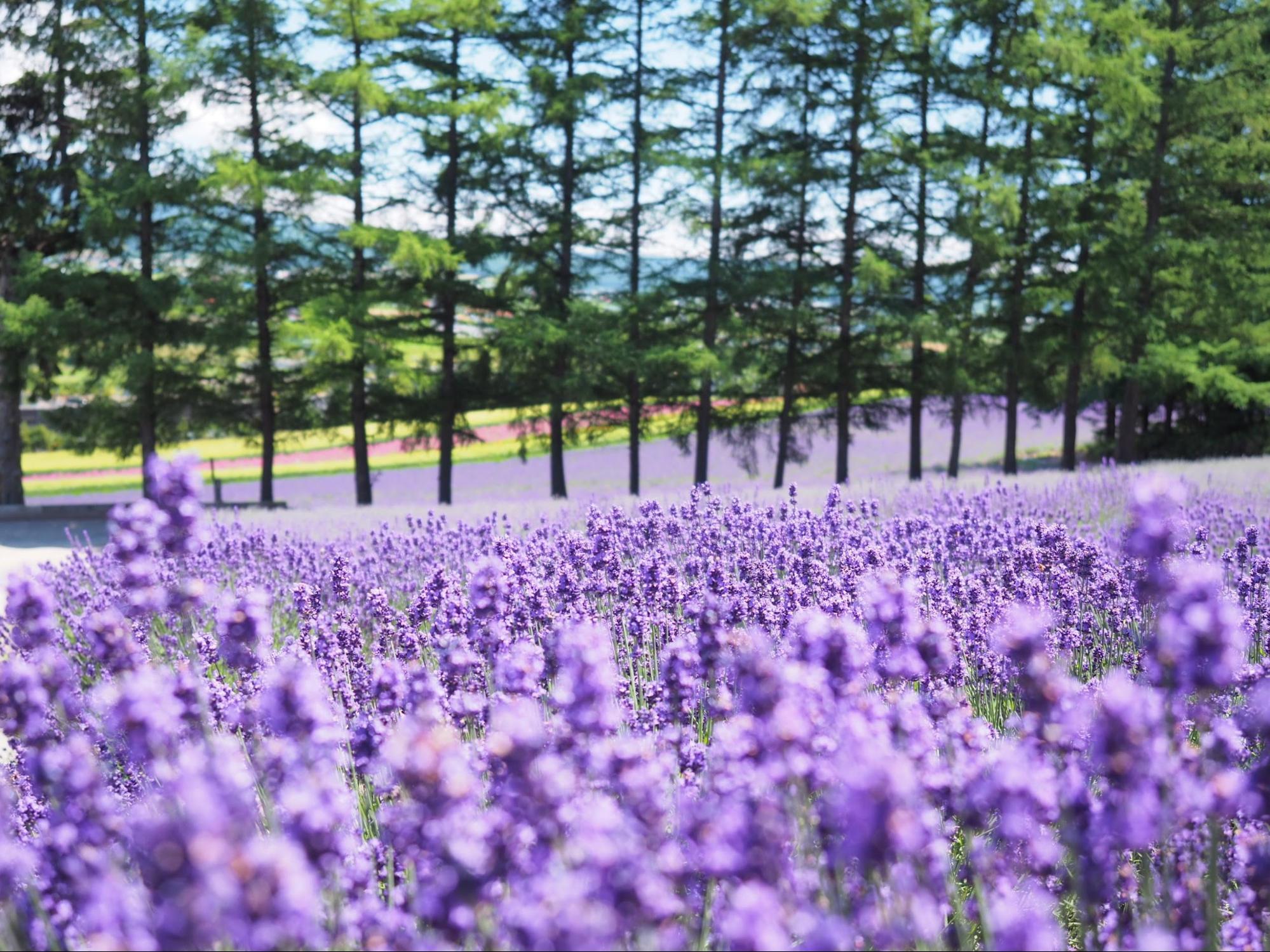 Top 5 vườn hoa siêu đẹp ở Hokkaido để tham quan mùa hè này 