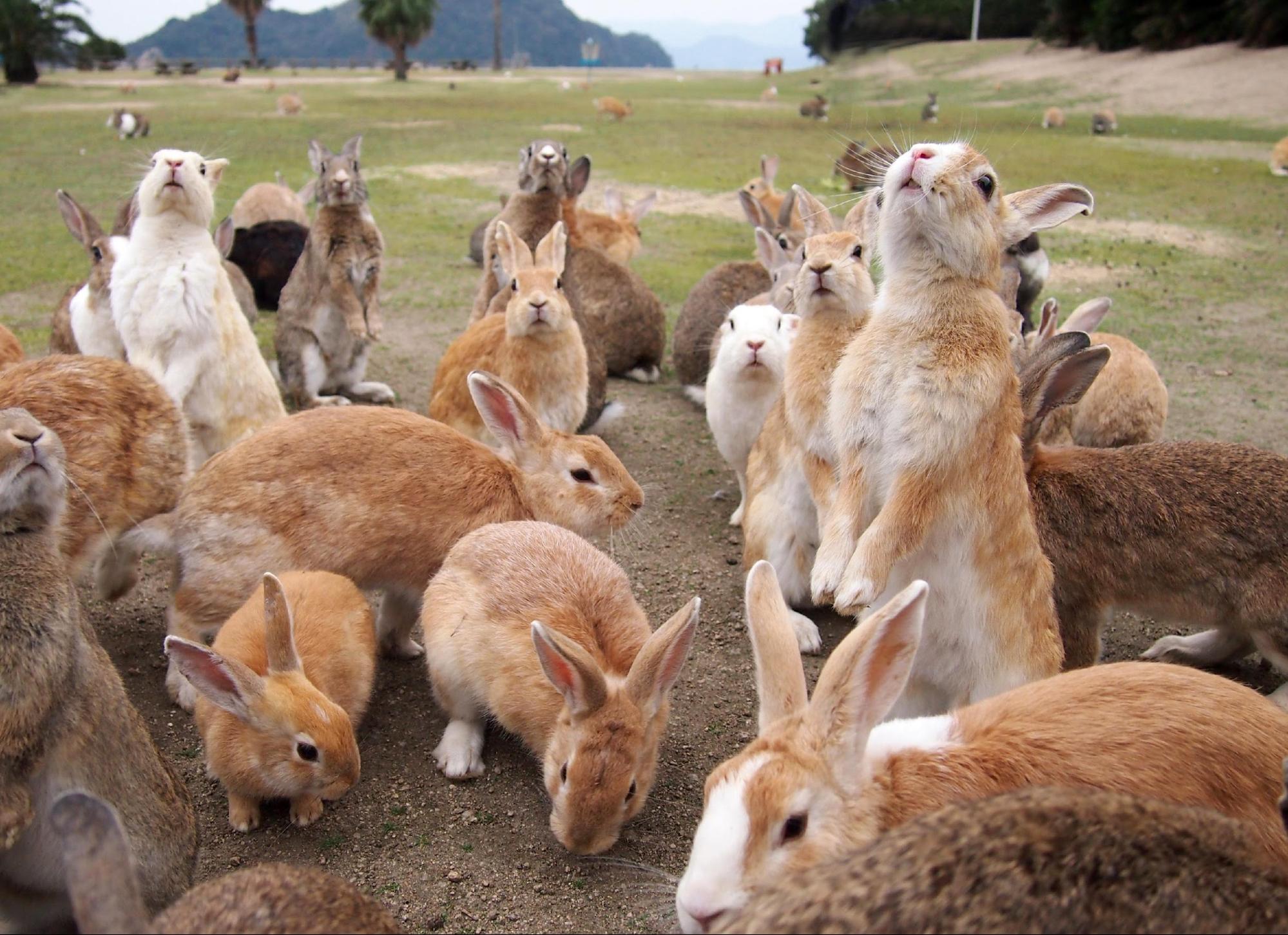 Top 5 Must-Visit Spots for Animal Lovers in Japan 
