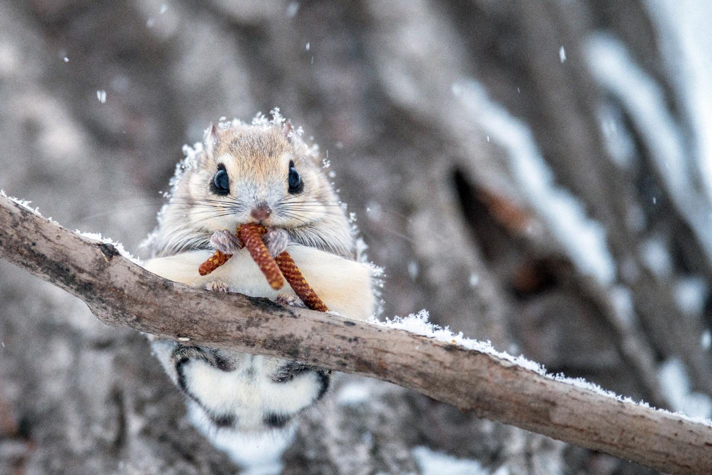 Guia sobre vida selvagem em Hokkaido: 5 animais fofos para descobrir na natureza selvagem da ilha 