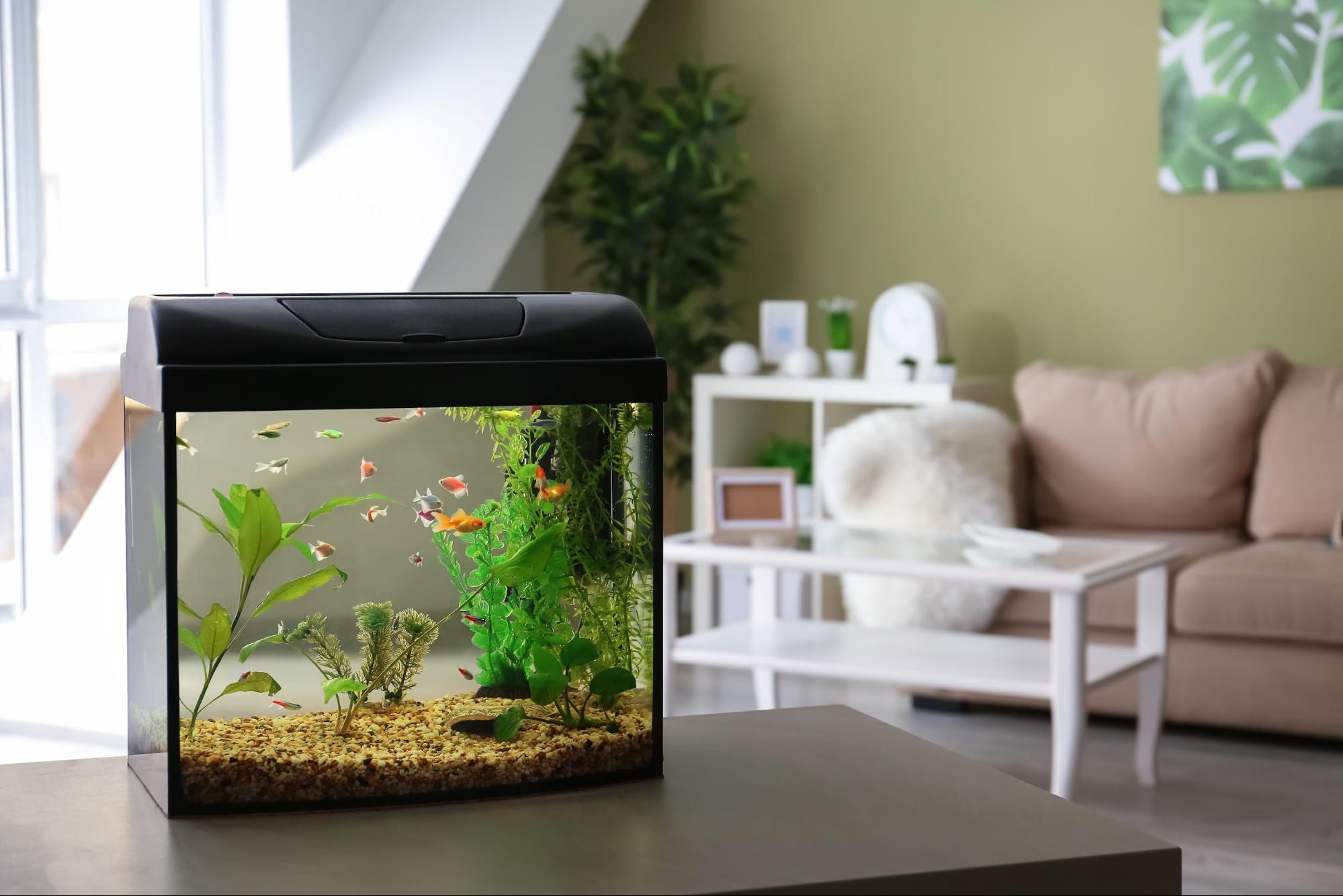 Aluguel com barbatanas: o que você precisa saber antes de montar um aquário em seu apartamento 