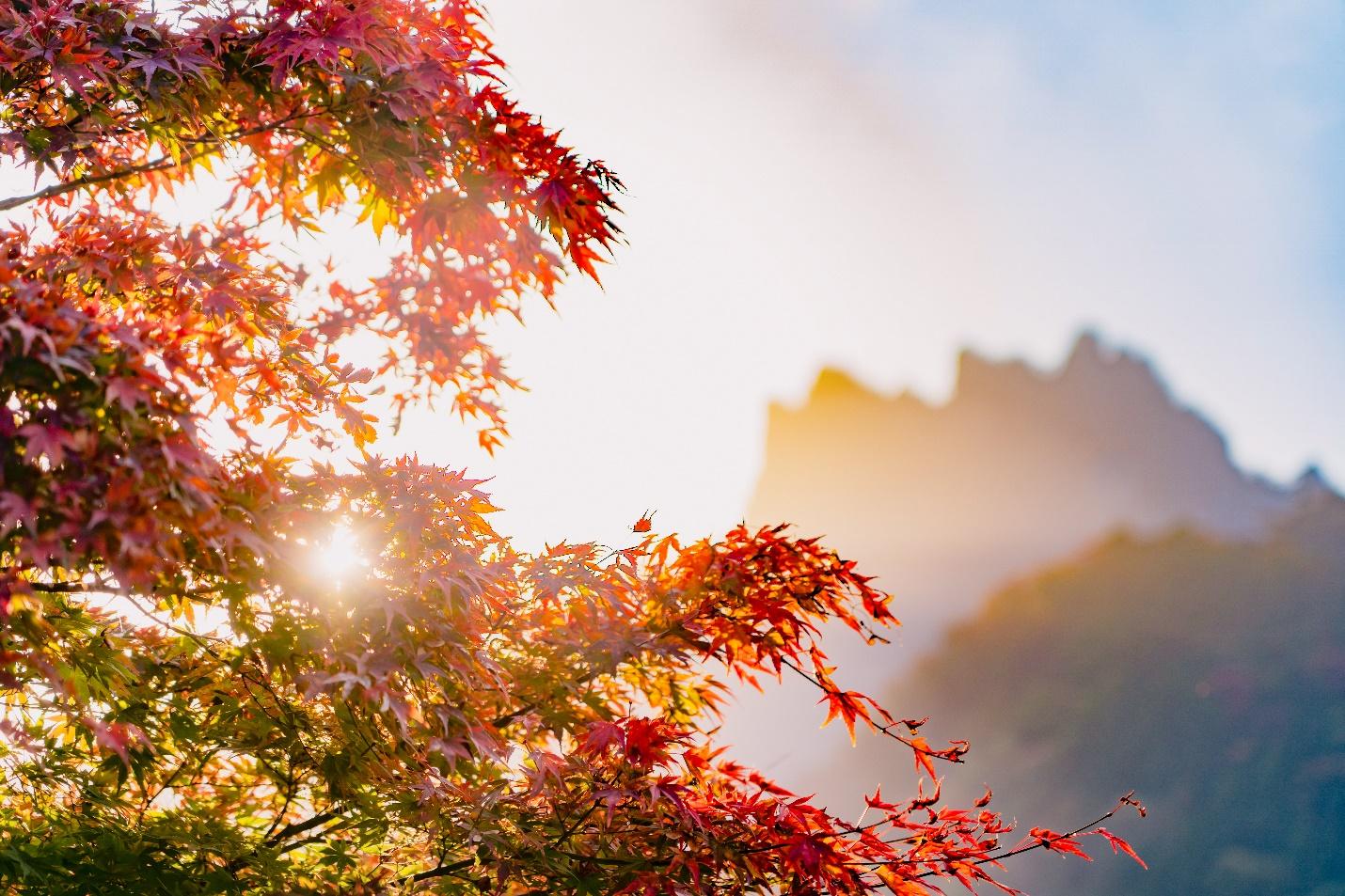 Kanto Hiking Trails – 5 Stunning Spots for Spectacular Fall Foliage 